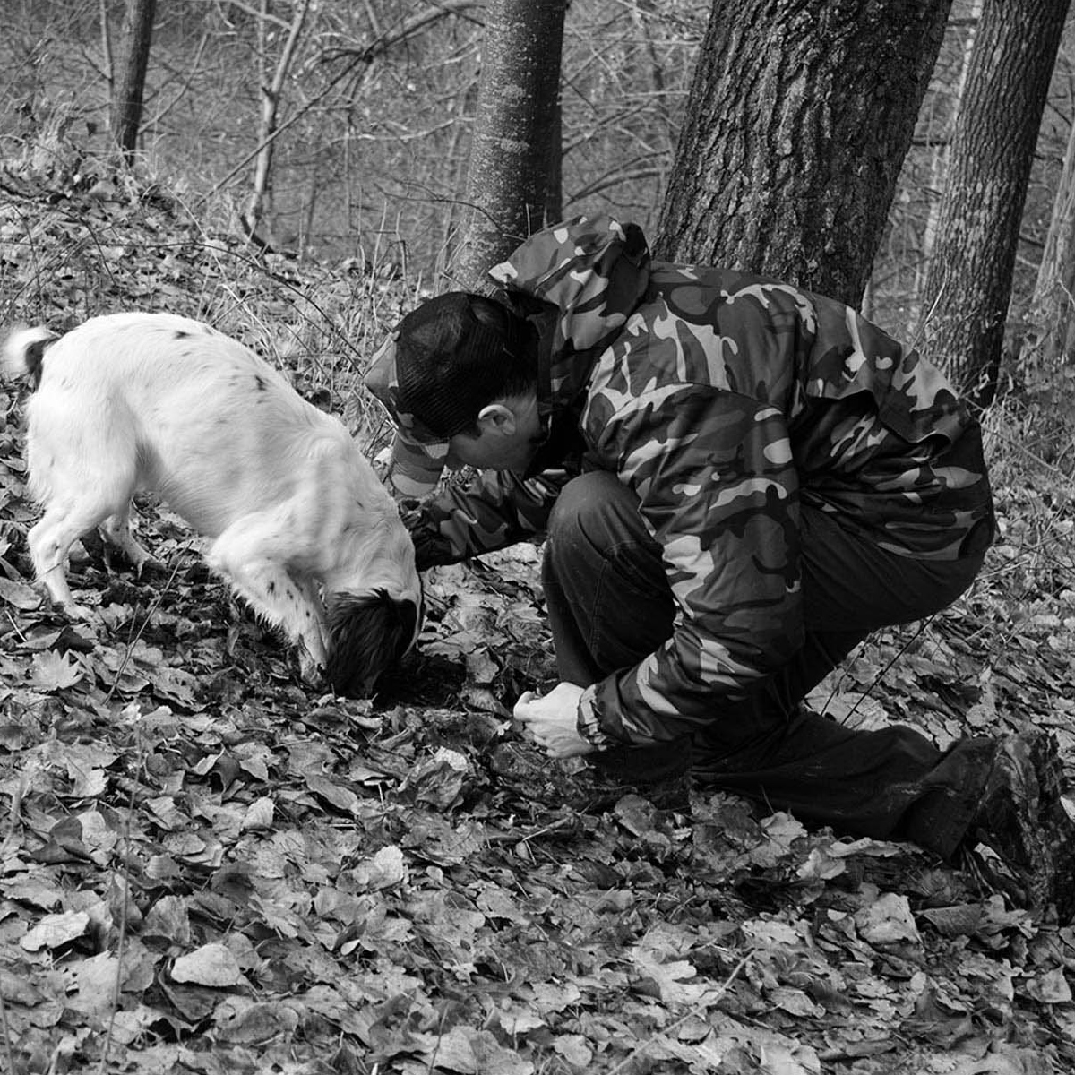 truffle dog hunting white alba truffles