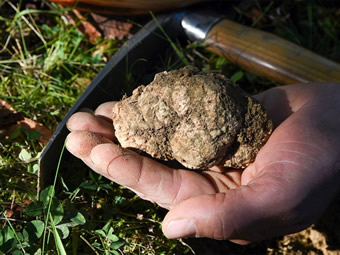 fresh truffles from alba