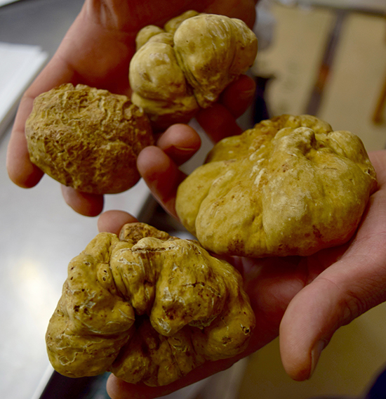 fresh truffles at Polleria Ratti Elio