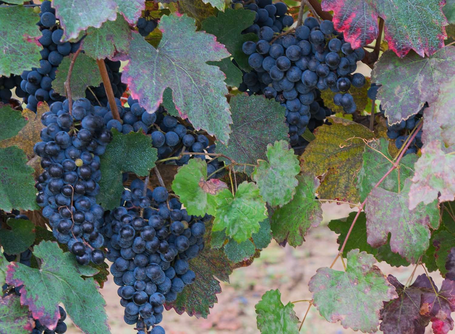 Uvas Barbaresco - Madurando bajo el sol de Piemonte
